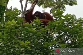 Orang utan berukuran besar masuk ke pemukiman warga di Palangka Raya