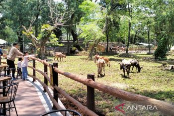 Gibran pastikan pengerjaan Solo Safari fase dua segera  dimulai
