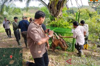 BKSDA Mukomuko pasang kamera perangkap harimau pemangsa sapi