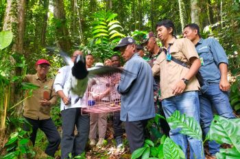 BBKSDA Papua lepasliarkan 24 satwa di Cagar Alam Wiay