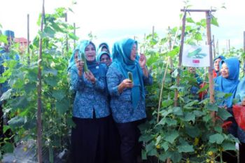 Ketua TP PKK Lampung Selatan panen pertama timun hasil petani milenial di kebun edukasi