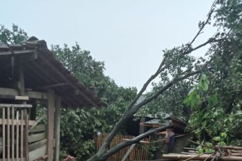 Puting beliung hempaskan puluhan rumah warga Desa Kedaton II Lampung Timur