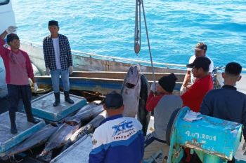 Ekspor ikan tuna segar Biak ke Jepang mencapai tujuh ton