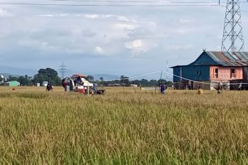 Strategi jitu agar sektor pertanian tetap produktif saat fenomena El Nino