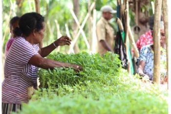 Pemkab Biak: Dana desa membantu cegah kemiskinan di kampung