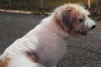 Jaga kesehatan hewan peliharaan warga, Pemprov Lampung siapkan Si Kucing