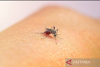 Dokter ingatkan hati-hati jika melihat nyamuk malaria