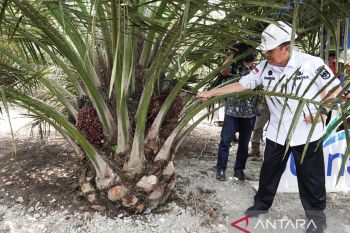 Produktivitas petani mitra PSR PTPN V capai 29,23 ton/ha