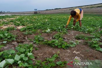 BRIN ungkapkan Indonesia kelak bertumpu pada pertanian lahan kering