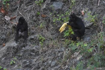 Aksi Beri Makan Satwa Liar