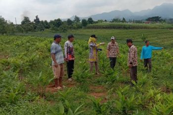 Petani lengkuas  di Kudus dapat bantuan pupuk