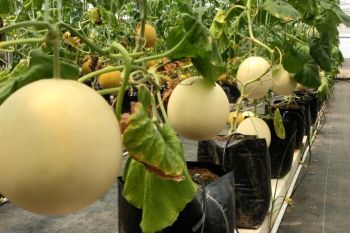 Ngabuburit sambil petik melon premium di Pekalongan