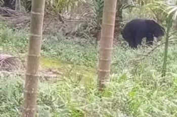 Warga minta BKSDA tangkap beruang madu berkeliaran di kebun Tanjabbar