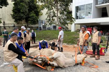 3.500 hewan kurban sudah tiba di Batam
