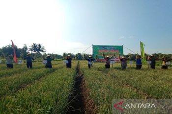 Petani Kulon Progo berhasil mengembangkan bawang merah