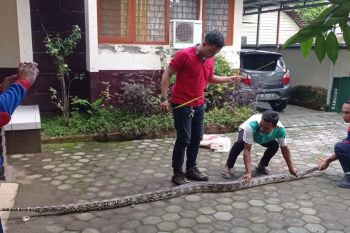 Ular piton ukuran besar "nyelonong" Ke rumah warga Praya Lombok Tengah