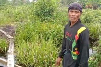 Warga Siak mengaku lihat harimau liar