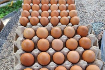 Disdag Mataram: distributor bahas turunkan harga telur