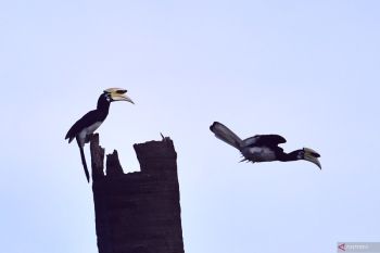 Kapuas Hulu miliki potensi ekowisata pengamatan burung enggang