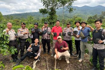 Polres Lampung Barat berhasil ungkap ladang ganja di OKU Selatan