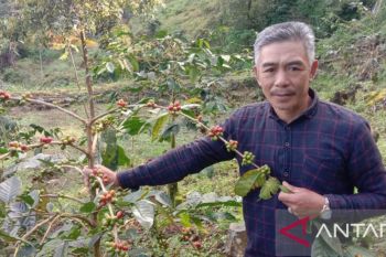 Produksi kopi petani binaan Dinas TPHP Sulsel tembus pasar Australia