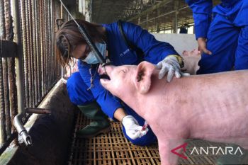 Barantan nyatakan babi asal Batam positif flu babi Afrika