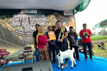 Sleman gelar kontes kambing peranakan etawa