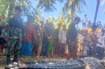 Buaya ukuran 4 meter di Pujut Lombok Tengah ditangkap