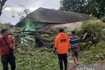 Tujuh pohon tumbang di Bukittinggi akibat cuaca ekstrem