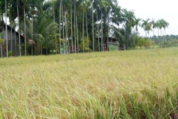 Dis TPH Kalbar minta petani tidak bakar lahan untuk cegah karhutla