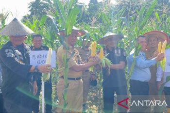 Lapas dan Pemkot Kendari panen raya tanaman jagung WBP