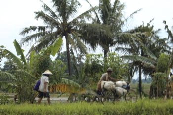 Pemda Lampung bantu petani Rp8 juta yang sawahnya kena puso