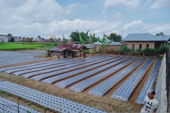 Bukittinggi waspadai dampak cuaca ekstrem pada lahan pertanian warga
