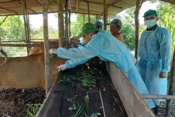 Pemkab Bintan vaksinasi ratusan ekor hewan ternak