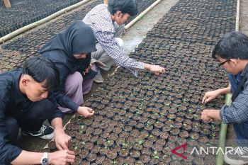 Kaliandra Merah, harapan energi terbarukan masadepan