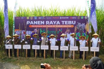 PT Pupuk Kaltim panen raya tebu di Sleman Jawa Tengah