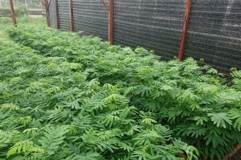 Kaliandra merah, harapan energi terbarukan masa depan