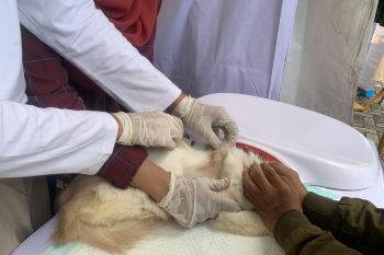 Sumsel beri vaksinasi rabies gratis