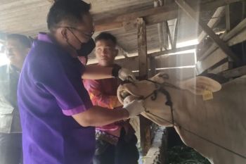 Pemkot Bandarlampung perketat pengawasan hewan