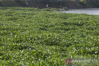 Pembersihan eceng gondok di sungai Cimanuk