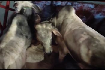 Karantina tahan hewan ternak diduga akan diselundupkan
