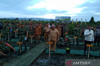 TNI-Polri dan Pemprov Sulawesi Tenggara tanam bibit mangrove di pesisir Kendari