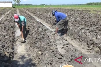Animo petani tanam tembakau di Kabupaten Ngawi meningkat