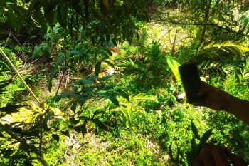 Seekor harimau sumatera terjerat di Tikalak Pasaman Sumber