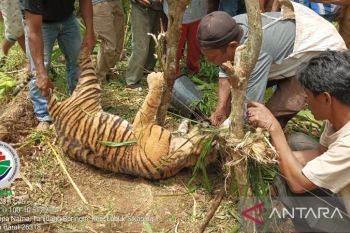 Harimau Sumatera mati terkena jerat babi di Pasaman