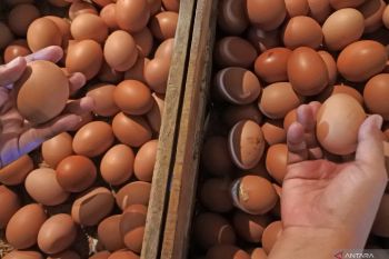 Harga telur ayam di daerah ini naik jadi Rp78.000/rak