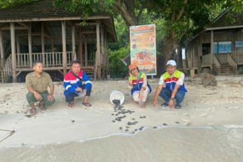 Pertamina Patra Niaga JBT gandeng Taman Karimunjawa lestarikan penyu