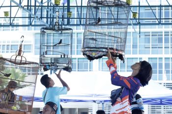 8 manfaat memelihara burung kicau dan tips merawatnya dengan baik