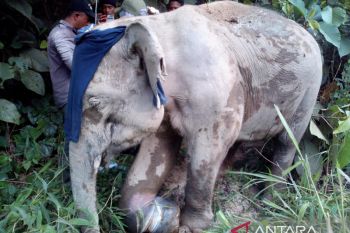 Gajah liar ditemukan luka kaki di pedalaman Aceh Jaya