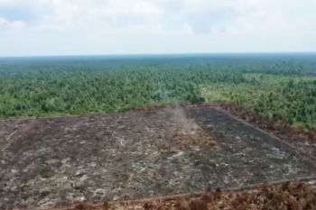 Kebakaran lahan di Rohil padam total